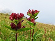 SENTIERO DEI FIORI da Capanna 2000 al Passo di Gabbia -22lu25- FOTOGALLERY
